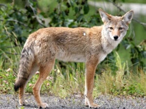 coyote coyote